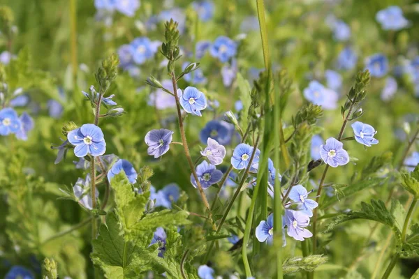 Pradera verde con pequeñas flores azules. Flores de germander speedwell (Veronica chamaedrys ) — Foto de Stock