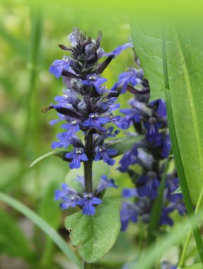 Mavi boru (Ajuga reptans). Bahçe ve tıbbi bitki