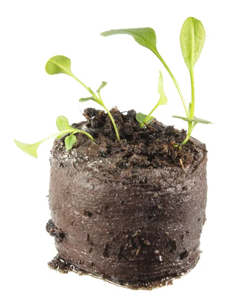 Seedling of wood forget-me-not plant (Myosotis sylvatica) isolated on white background — Stock Photo, Image