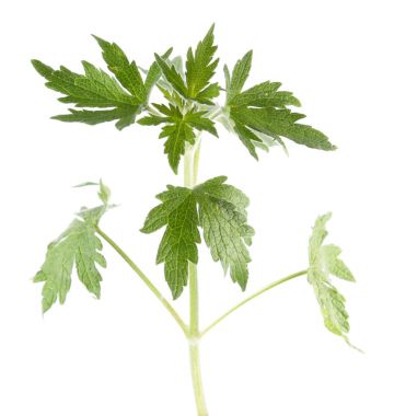 Beyaz arka plan üzerinde izole genç motherwort bitki. Tıbbi bitki
