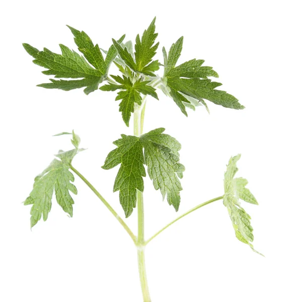 Planta de hipérico joven aislada sobre fondo blanco. Planta medicinal —  Fotos de Stock