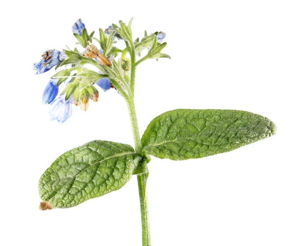 Confrey russo (Symphytum uplandicum) isolato su sfondo bianco. Pianta medicinale — Foto Stock