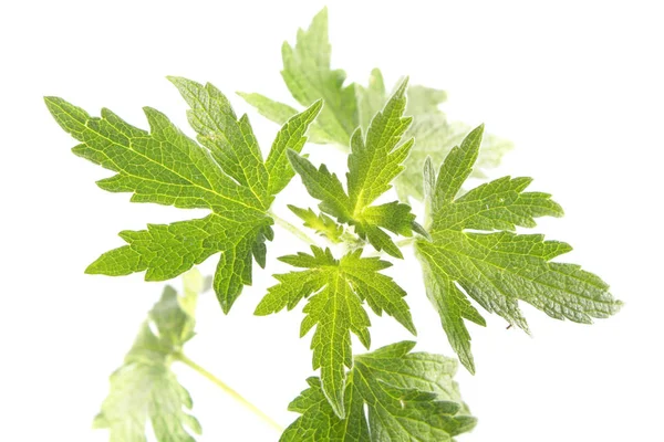 Hojas verdes de la planta de la hipérico joven aisladas sobre fondo blanco. Planta medicinal —  Fotos de Stock