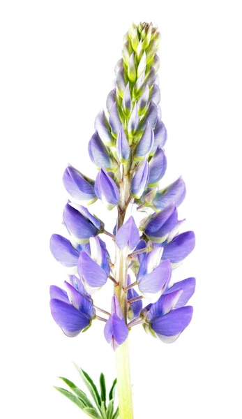Flor de altramuz azul aislada sobre fondo blanco — Foto de Stock