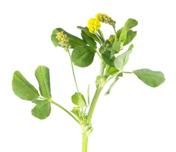 Hop trefoil (Medicago lupulina) isolated on white background. Medicinal plant — Stock Photo, Image