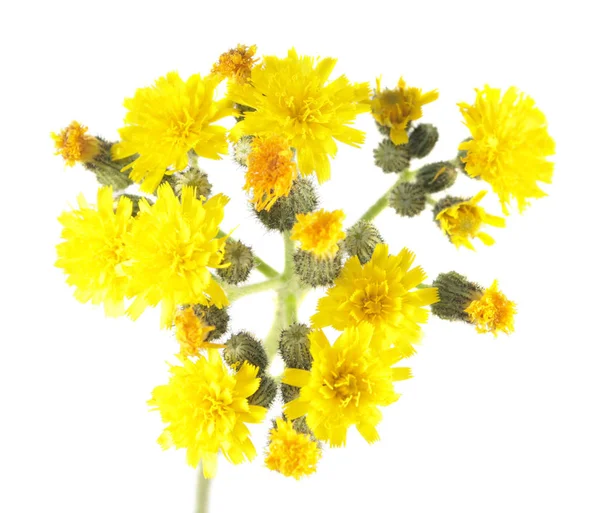 Žluté květy jestřábníky izolované na bílém pozadí — Stock fotografie