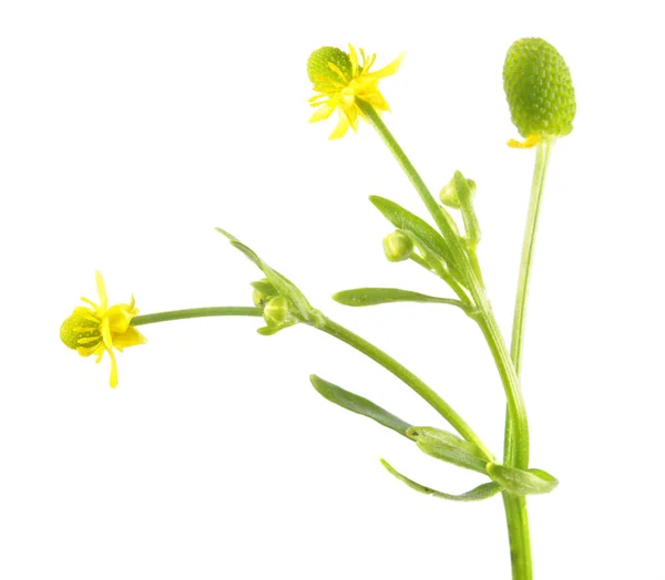 Celer Hlávková Blatouch (Pryskyřník lítý) izolované na bílém pozadí. Velmi jedovaté rostliny používané v tradiční medicíně — Stock fotografie