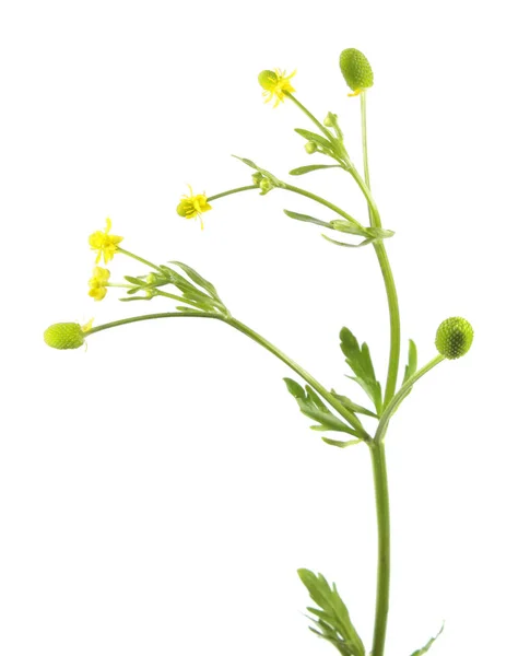 Butaca de hoja de apio (Ranunculus sceleratus) aislada sobre fondo blanco. Planta muy venenosa utilizada en la medicina tradicional — Foto de Stock