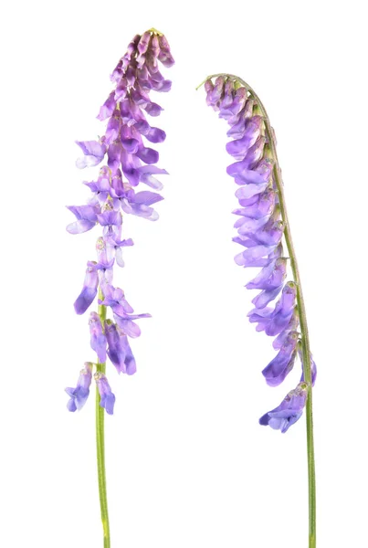 Fiore blu di veccia trapuntata (Vicia cracca) isolato su sfondo bianco — Foto Stock