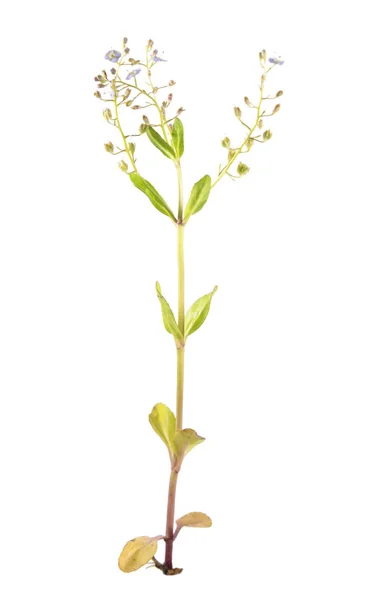 Brooklime ou speedwell europeu (Veronica beccabunga) isolado sobre fundo branco. Planta medicinal — Fotografia de Stock