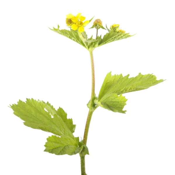 Żółty Kuklik (Geum macrophyllum) na białym tle. Roślina lecznicza — Zdjęcie stockowe