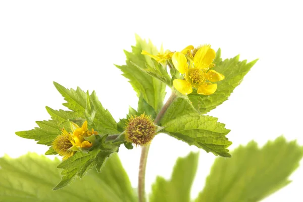 Beyaz arka plan üzerinde izole sarı avens (Geum macrophyllum). Tıbbi bitki — Stok fotoğraf