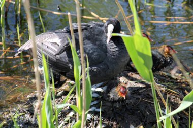 Yetişkin Avrasya Sakarmeke (Fulica atra) Nest piliçle