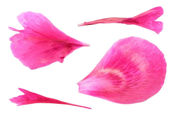 ピンクの牡丹の花びらクローズ アップ ホワイト バック グラウンドの分離 — ストック写真