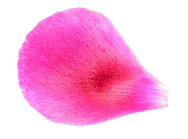 白い背景に分離された牡丹のクローズ アップのピンクの花びら — ストック写真