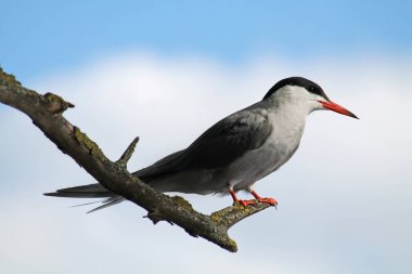 Ağaç dalında oturan deniz feneri (Sterna hirundo)