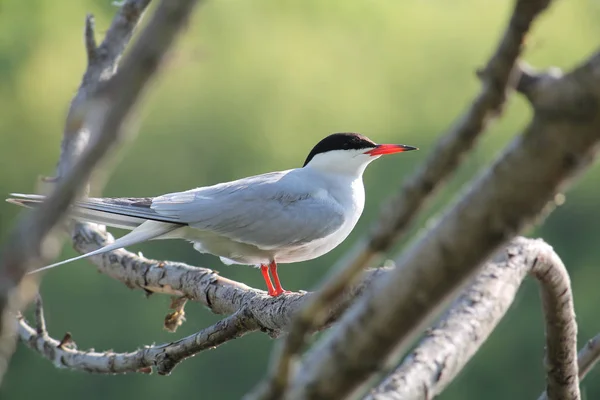 Patrón común (Sterna hirundo) sentado en la rama del árbol — Foto de Stock