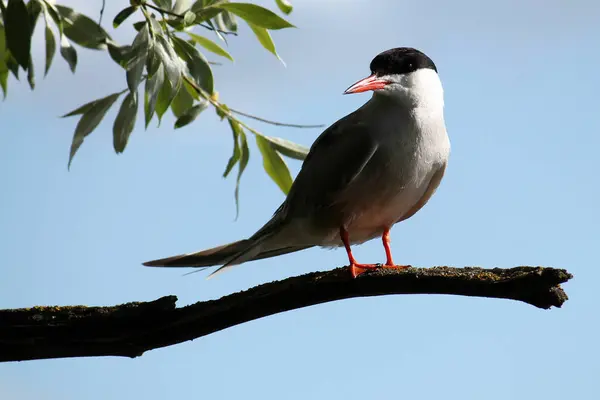 Patrón común (Sterna hirundo) sentado en la rama del árbol — Foto de Stock