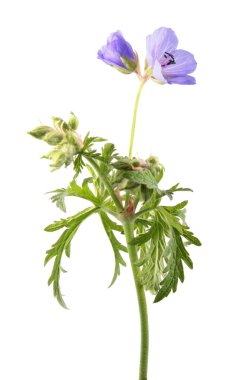 Çayır Sardunya veya beyaz arka plan üzerinde izole çayır cranesbill (Sardunya pratense). Tıbbi bitki