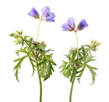 Çayır Sardunya veya beyaz arka plan üzerinde izole çayır cranesbill (Sardunya pratense). Tıbbi bitki