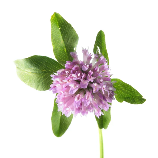 Trébol rojo (Trifolium pratense) aislado sobre fondo blanco. Planta medicinal — Foto de Stock