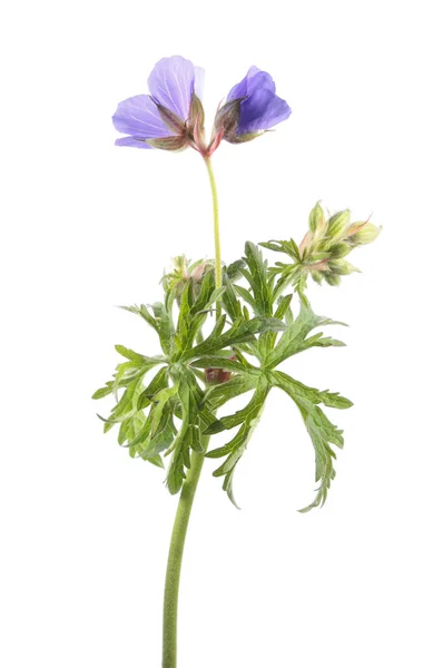 Wiesengeranien oder Wiesenkraniche (Geranium pratense) isoliert auf weißem Hintergrund. Heilpflanze — Stockfoto