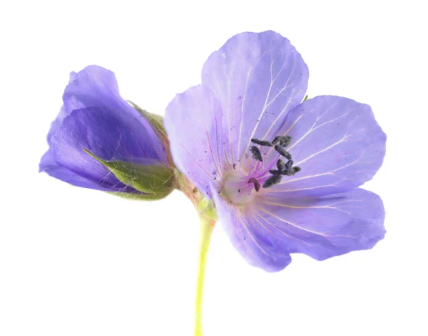 Fleurs bleues de géranium des prés ou bec-de-pie des prés (Geranium pratense) isolées sur fond blanc — Photo