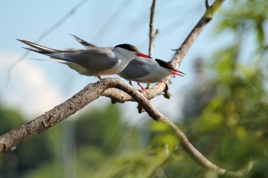 Ağaç dalı üzerinde oturan iki ortak kırlangıçlar (Sterna hirundo)