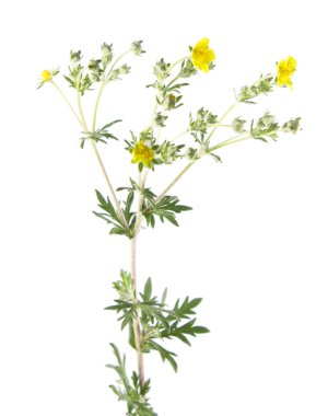 Ağarmış kurtpençesi (Potentilla argentea) beyaz arka plan üzerinde izole. Tıbbi bitki