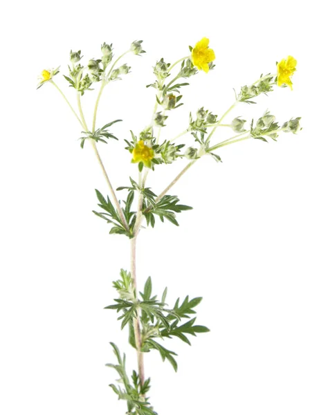 Hoary cinquefoil (Potentilla argentea) isolated on white background. Medicinal plant — Stock Photo, Image