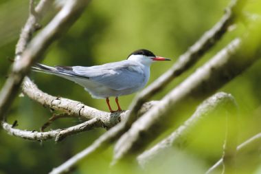 Ağaç dalında oturan deniz feneri (Sterna hirundo)