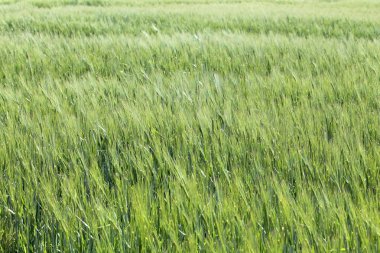 Yeşil buğday alan. Arka plan yeşil tarım hububat