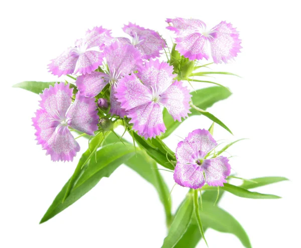 핑크 스위트 윌리엄 꽃 (Dianthus barbatus) 흰색 배경에 고립 — 스톡 사진