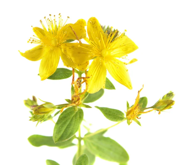 Saint Peter's wort yellow flowers (Hypericum tetrapterum) isolated on white background — Stock Photo, Image