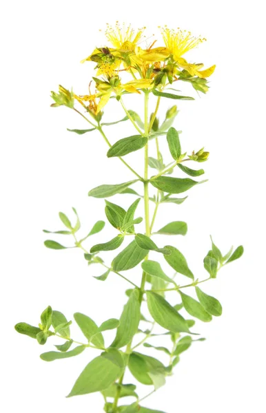 Saint Peter's wort plant (Hypericum tetrapterum) isolated on white background — Stock Photo, Image