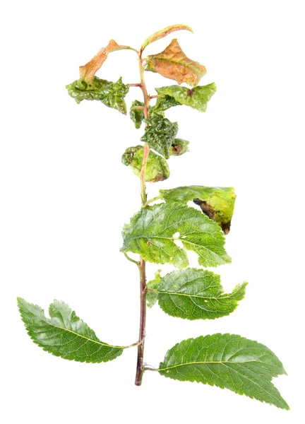 Gekrulde bladeren beïnvloed door bladluis geïsoleerd op een witte achtergrond. Plantenziekten — Stockfoto