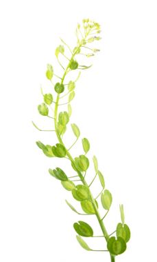 Alan kuruş-tere (Thlaspi arvense) beyaz arka plan üzerinde izole meyve ile. Tıbbi bitki