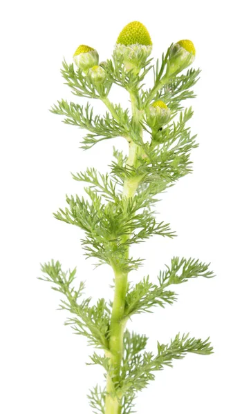 Pineappleweed (rumianek bezpromieniowy) na białym tle. Roślina lecznicza — Zdjęcie stockowe