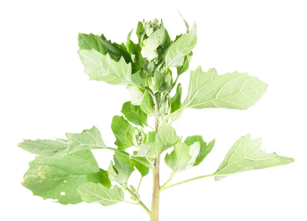 Arbusto de sal u orache aislado sobre fondo blanco. Planta medicinal —  Fotos de Stock