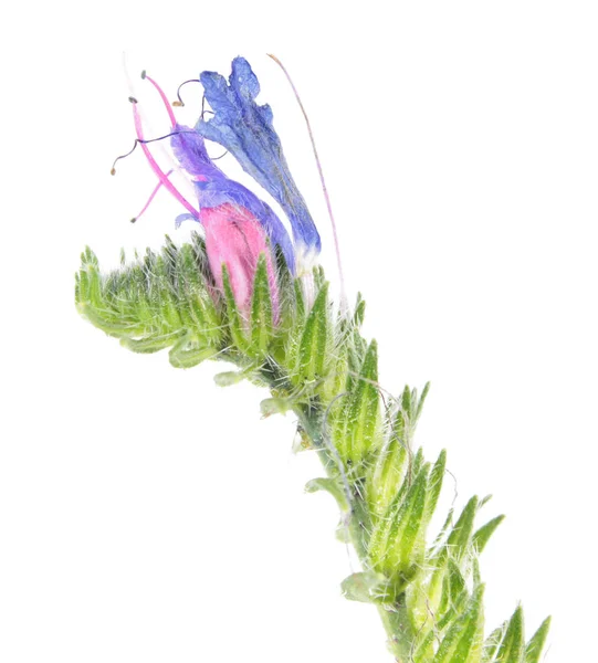 Echium vulgare (Echium vulgare) isolé sur fond blanc. Plante médicinale — Photo