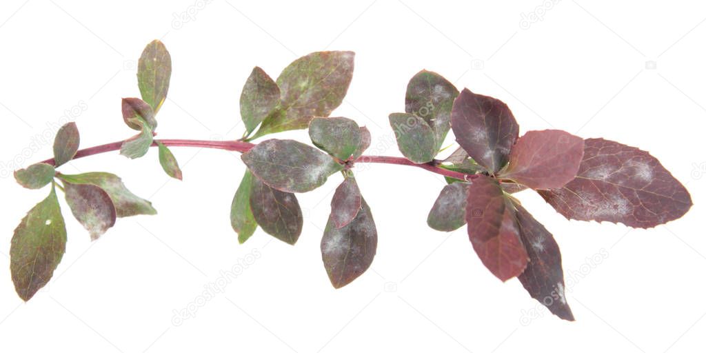 Barberry branch affected by powdery mildew. White spots on leaves of barberry