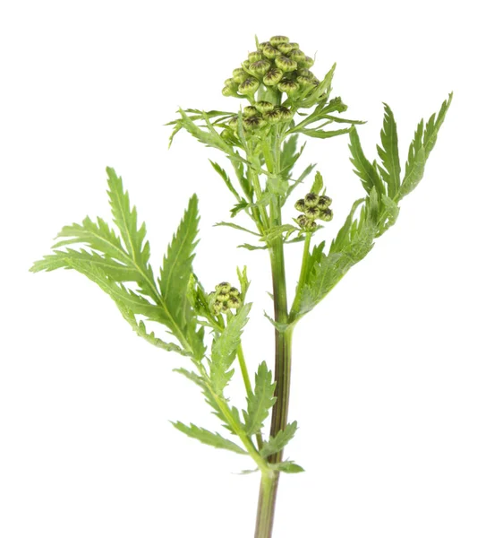 Buds of tansy (Tanacetum vulgare) isolated on white background. Medicinal plant — Stock Photo, Image