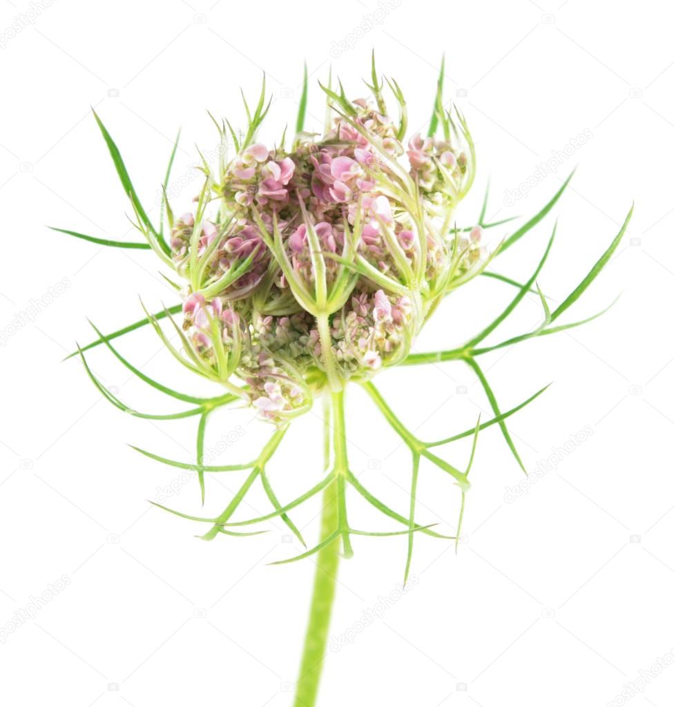 Flower of wild carrot (Daucus carota) isolated on white background. Medicinal plant