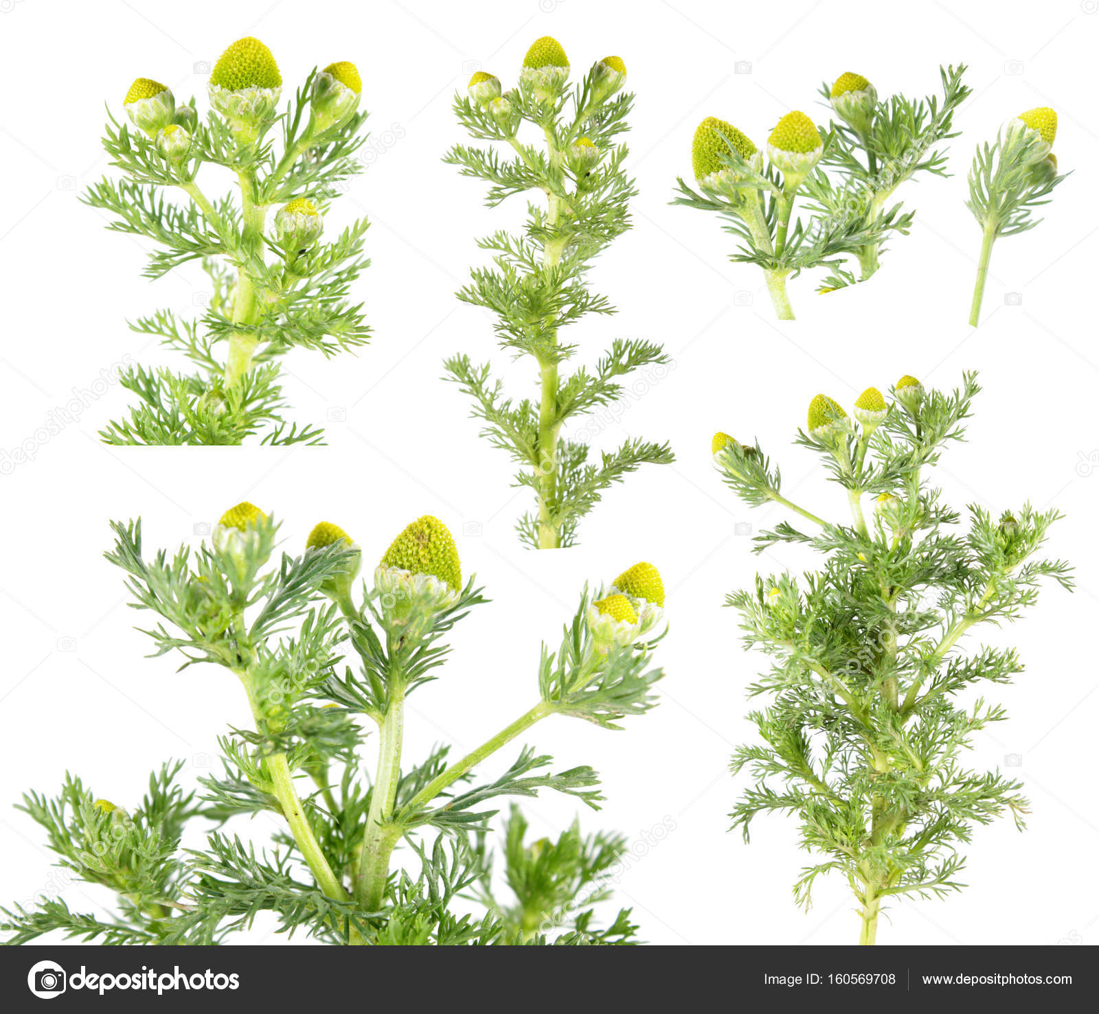 Pineapple weed or wild chamomile (Matricaria discoidea) isolated on