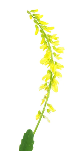 Žlutá komonice nebo žlutá sweet clover (Melilotus officinalis) izolované na bílém pozadí. Léčivá rostlina — Stock fotografie