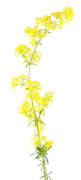 Paja amarilla (Galium verum) aislada sobre fondo blanco. Planta medicinal — Foto de Stock