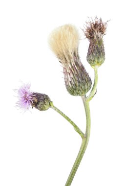 Beyaz arka plan üzerinde izole sürünen thistle (Cirsium arvense) çiçekler. Tıbbi ve invaziv tesisi