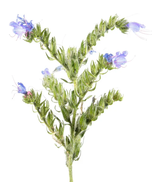 Mauvaise herbe bleue (Echium vulgare) isolée sur fond blanc. Plante médicinale — Photo