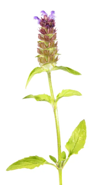 Обыкновенное самоисцеление или коричневое сусло (Prunella vulgaris) изолировано на белом фоне. Лекарственное растение — стоковое фото