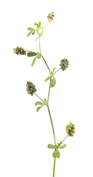 Hop trefoil (Medicago lupulina) with fruits isolated on white background. Medicinal plant — Stock Photo, Image